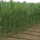 irrigazione-netafim-su-mais