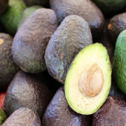 1809Regaber News Comment faire pousser un avocat