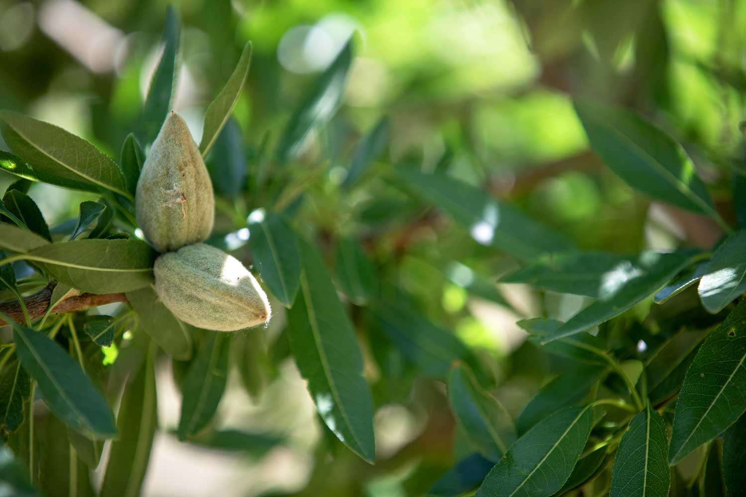 Almond tree | Regaber
