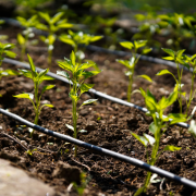 ¿Qué sistema de riego por goteo es mejor para mi cultivo?