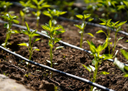¿Qué sistema de riego por goteo es mejor para mi cultivo?