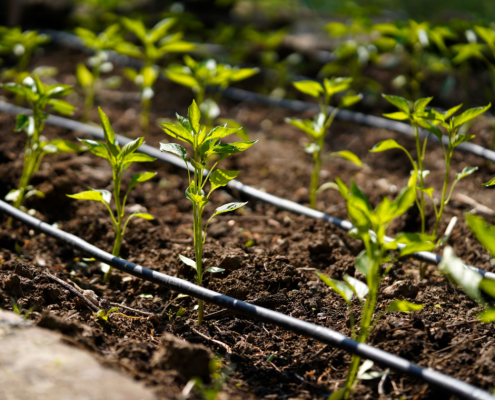 ¿Qué sistema de riego por goteo es mejor para mi cultivo?