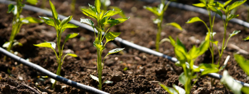 ¿Qué sistema de riego por goteo es mejor para mi cultivo?