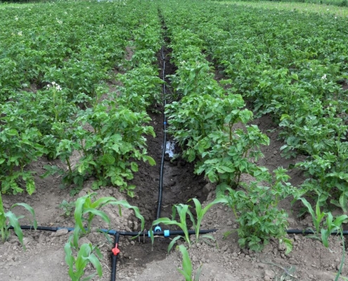 ¿Cómo funciona el riego por goteo subterráneo y qué ventajas ofrece frente al riego tradicional?