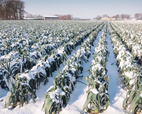 ¿Cómo proteger los cultivos frente a las heladas con sistemas automáticos de protección antihielo?