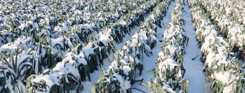¿Cómo proteger los cultivos frente a las heladas con sistemas automáticos de protección antihielo?