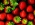 fresa-cultivos-2